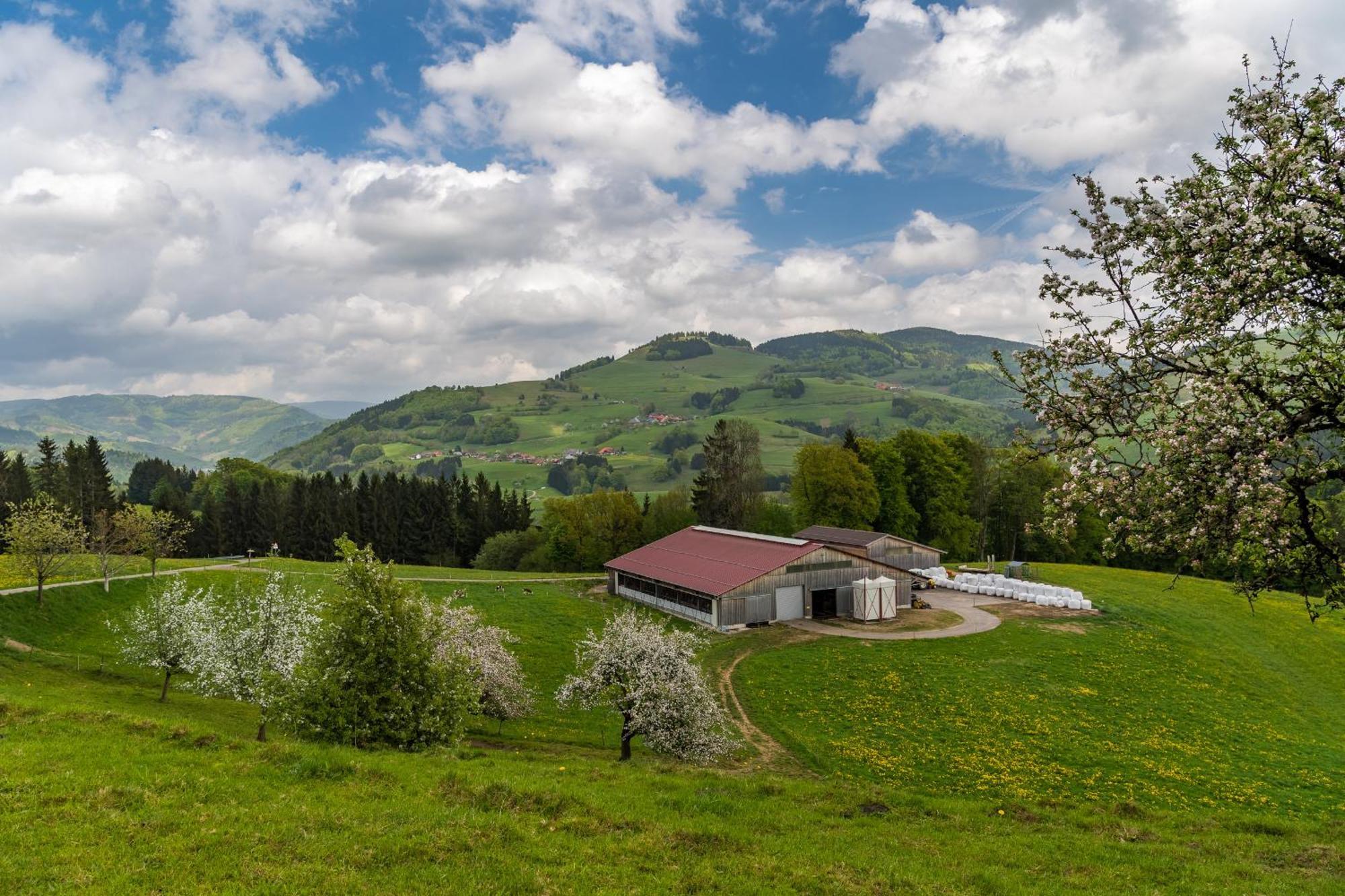 Schwarzwaldliebe Appartement Frohnd Buitenkant foto