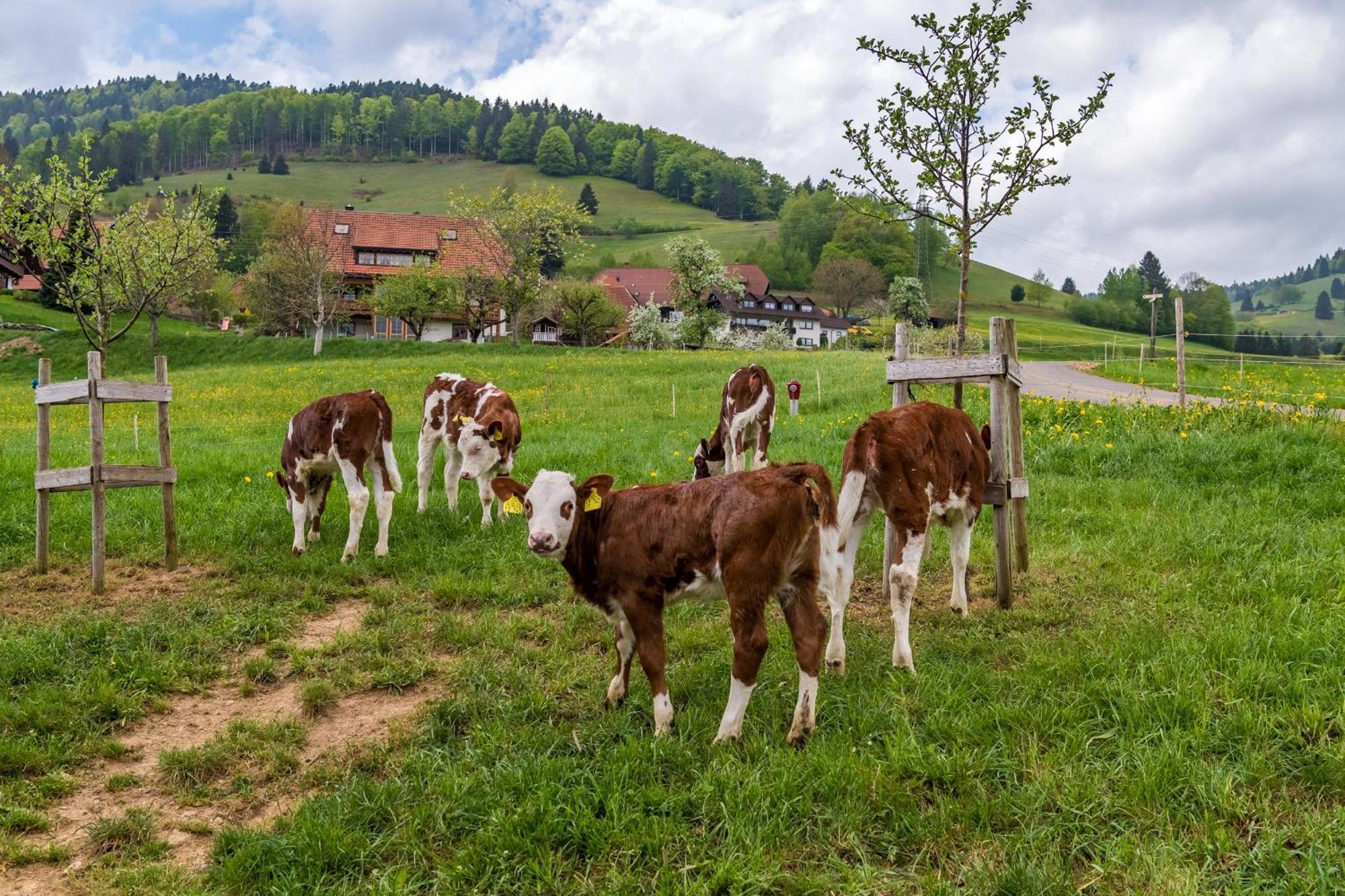 Schwarzwaldliebe Appartement Frohnd Buitenkant foto
